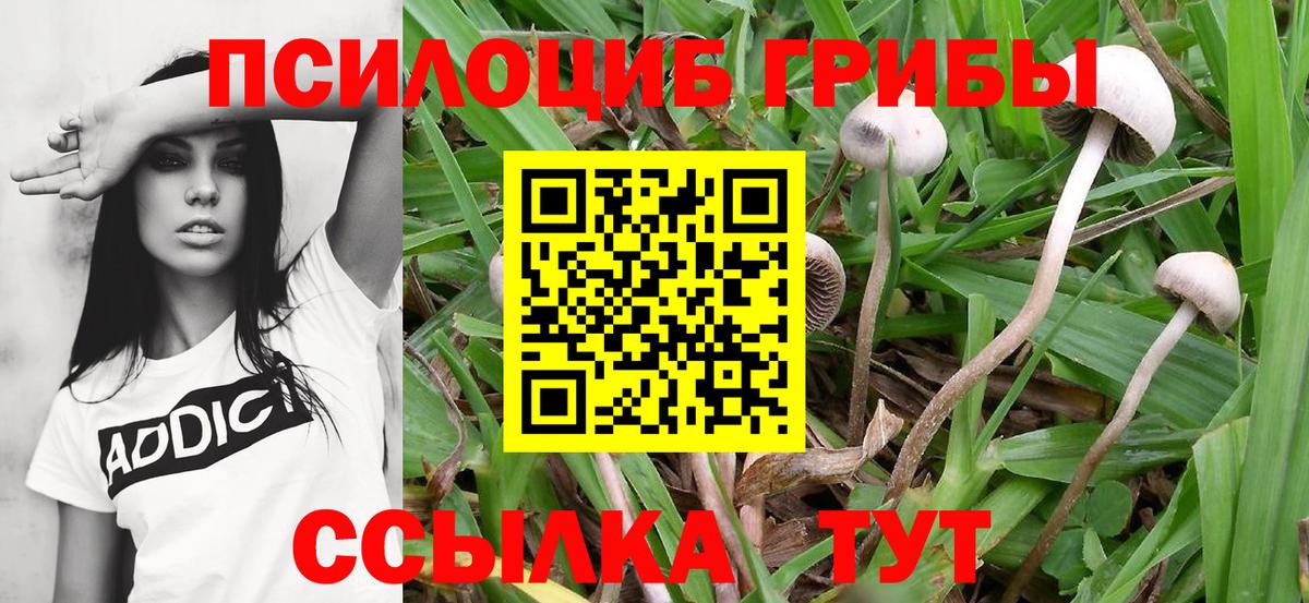 Галлюциногенные грибы Psilocybe Армавир